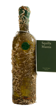 Squilla Mantis